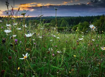 Bellway supports biodiversity net gain